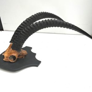 AFRICAN SABLE ANTELOPES MAGNIFICENT HORNS Antique Collectibles AFRICAN SABLE ANTELOPES MAGNIFICENT HORNS