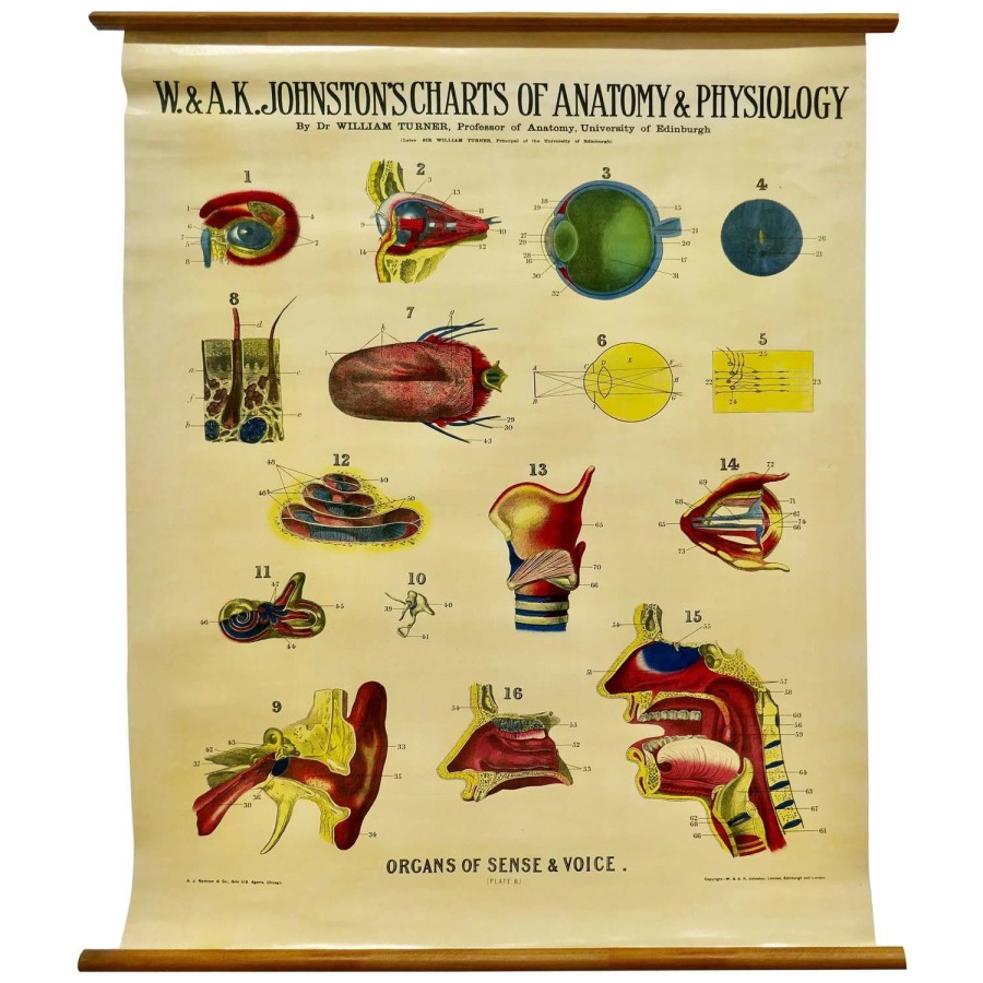 Large University Anatomical Chart “Organs of Sense %26 Voice” by Turner