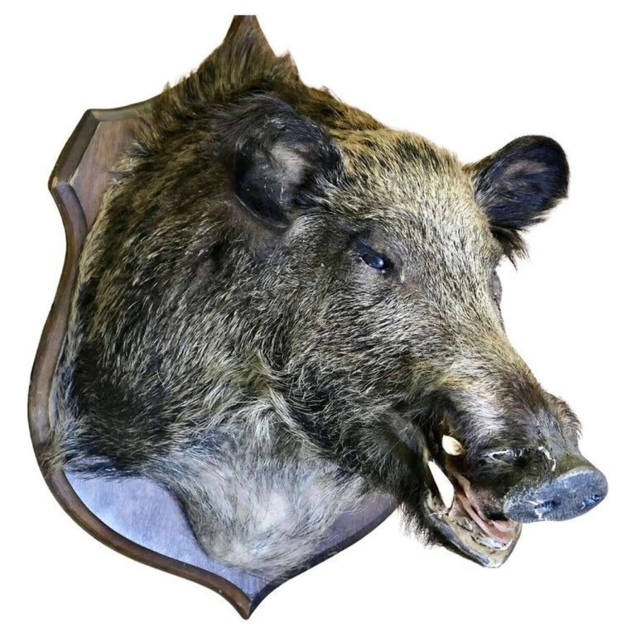 French Boar’s Head Hunting Trophy