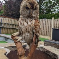 Victorian tawny owl taxidermy