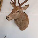 A MAGNIFICENT STAG&#8217;s HEAD. Shot in Scotland 1896