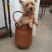 Antique Tall Copper Scuttle