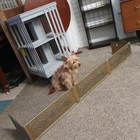 Antique Regency Brass Fire Fender