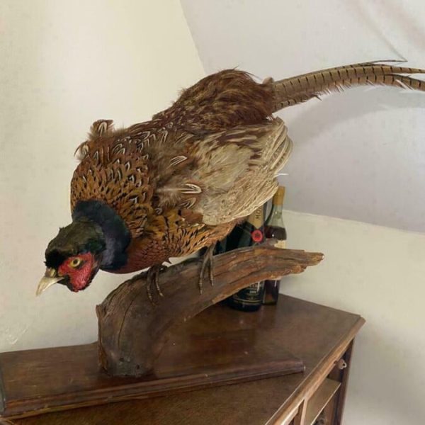 19th Century Antique Taxidermy Cock Phasianus colchicus Stalking On Plinth