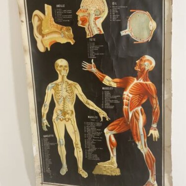 Antique French Anatomical Chromolithography Poster