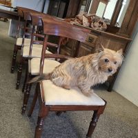 Antique Victorian Set of 4 Dining Chairs
