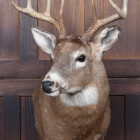 Taxidermist  8‑point White‑Tailed Deer  by Anthony Ford  SAI4153