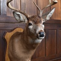 Taxidermy 8 Point Whitetail Deer SAI4147