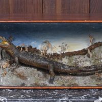 Taxidermy Nile Crocodile SAI3669