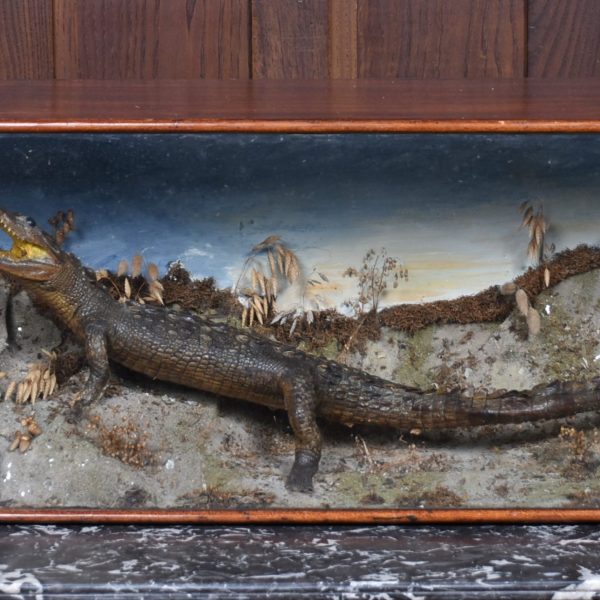 Taxidermy Nile Crocodile SAI3669
