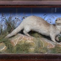 Taxidermy Otter by S. King SAI4095