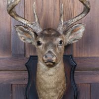 Taxidermy 8 Point Whitetail Deer  SAI4087