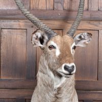 Taxidermy Waterbuck Head -=SAI4077