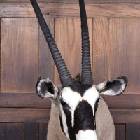 Taxidermy Gemsbok SAI4078