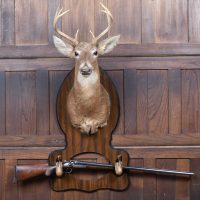 Taxidermy Whitetail Deer Head SAI4142