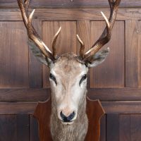 Taxidermy Red Stag SAI4099