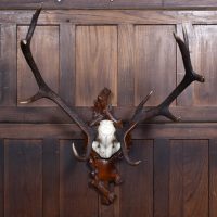 10 Point Stag Skull With Black Forest Mount SAI3663