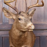 Taxidermy Scottish Red Deer Stag Head  SAI3842