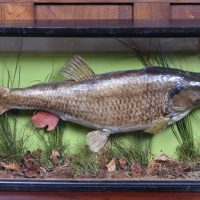 Taxidermy Chub in Case  SAI3991