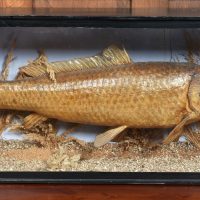 Taxidermy Carp In Case SAI3992