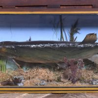 Taxidermy Pike In Case SAI3997
