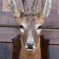 Mounted Roe Deer Trophy – Baledmund, 1938 SAI3929