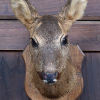 Mounted Roe Deer Head – Traditional European Trophy SAI3930