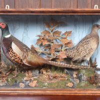 Pair Of Taxidermy Pheasants SAI3861