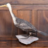 Taxidermy Specimen: Great Cormorant SAI3944