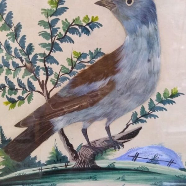 Featherbird Pictures 1