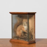 Taxidermy of a Red Squirrel in a rustic case