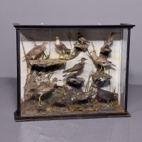Large Victorian 9 bird taxidermy in an ebonized wooden case