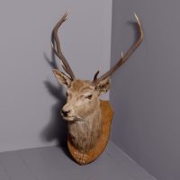 Scottish red deer stag taxidermy head with 9-point antlers mounted on an oak heraldic shield