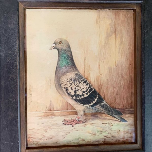 Pigeon Watercolour Painting Jubilee Winner