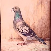 Pigeon Watercolour Paintings Of Royal Messenger King George V Silver Jubilee Winner 1935