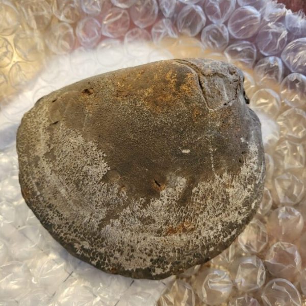 Jurassic fossilised giant Mussel shell 110 million years old