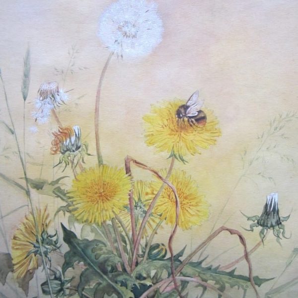 Botanicals – Original Watercolours