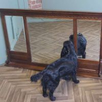 Old Charm Oak Overmantel, Triple Mirror