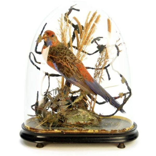 rosella1-1024x1024
