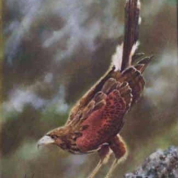 Dave Baker. (American) Oil on canvas.Titled: &#8220;The Harris Hawk&#8221;
