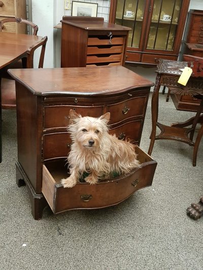 Small Edwardian Serpentine Chest - Image 3