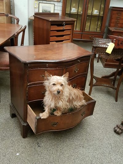 Small Edwardian Serpentine Chest - Image 6