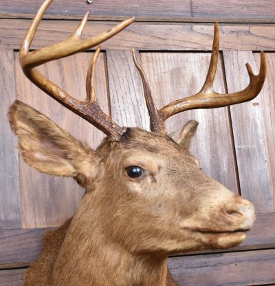 Taxidermy Scottish Red Deer Stag Head  SAI3842 - Image 2