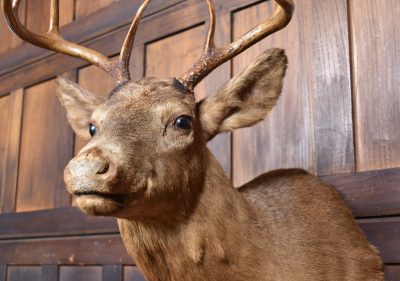Taxidermy Scottish Red Deer Stag Head  SAI3842 - Image 4