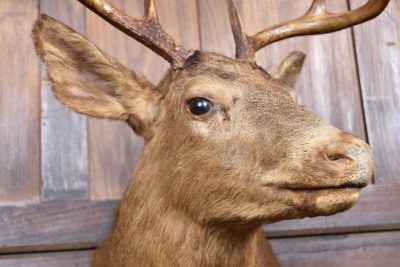Taxidermy Scottish Red Deer Stag Head  SAI3842 - Image 5