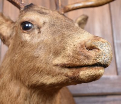 Taxidermy Scottish Red Deer Stag Head  SAI3842 - Image 7