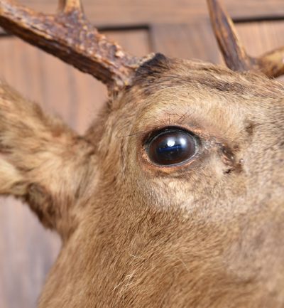 Taxidermy Scottish Red Deer Stag Head  SAI3842 - Image 8