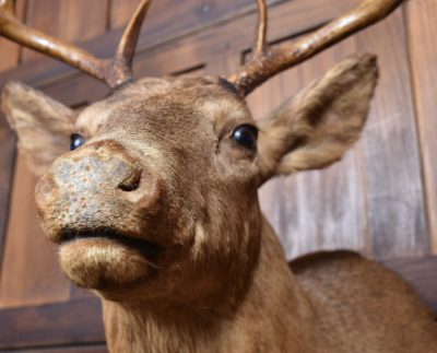 Taxidermy Scottish Red Deer Stag Head  SAI3842 - Image 9