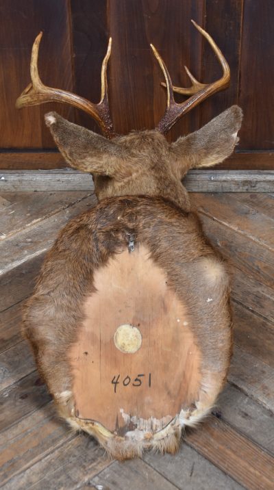Taxidermy Scottish Red Deer Stag Head  SAI3842 - Image 10