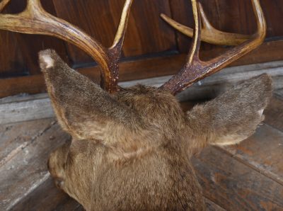 Taxidermy Scottish Red Deer Stag Head  SAI3842 - Image 11